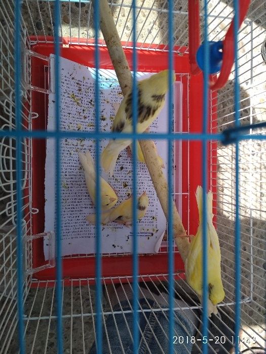 Prodam Kanareyki limonniy. Sayroqi.