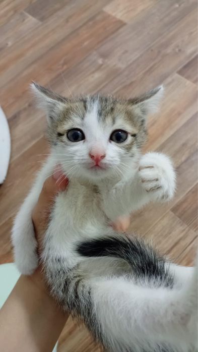 Срочно отдам котят бесплатно