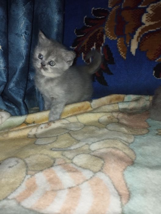 Продаются котята шатланские
