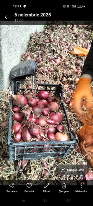 Ceapa rosie de vanzare
