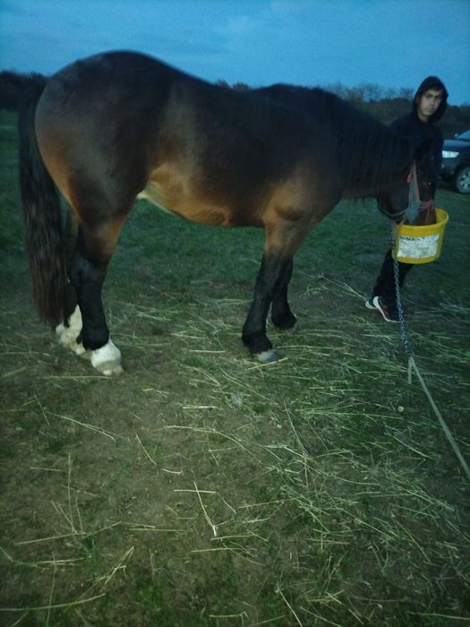 Vând armăsari tineri