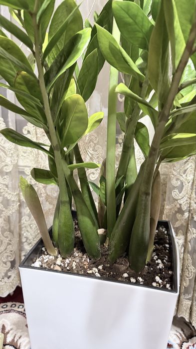 Zamiokulkas “Zamiya” boyi tuvagi bilan 95 sm. Injiq gul emas!