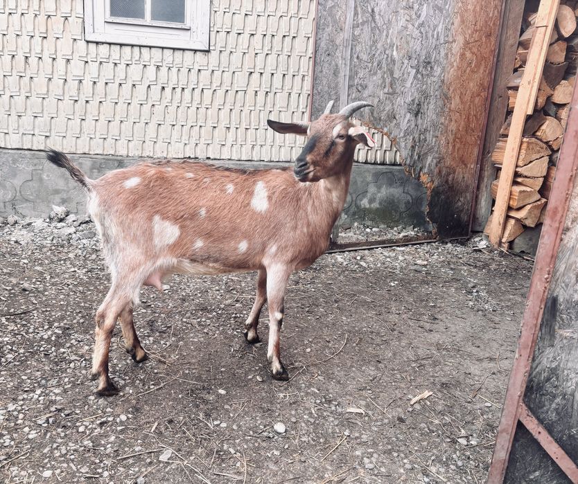 Pereche Capre Metis Anglo de vânzare