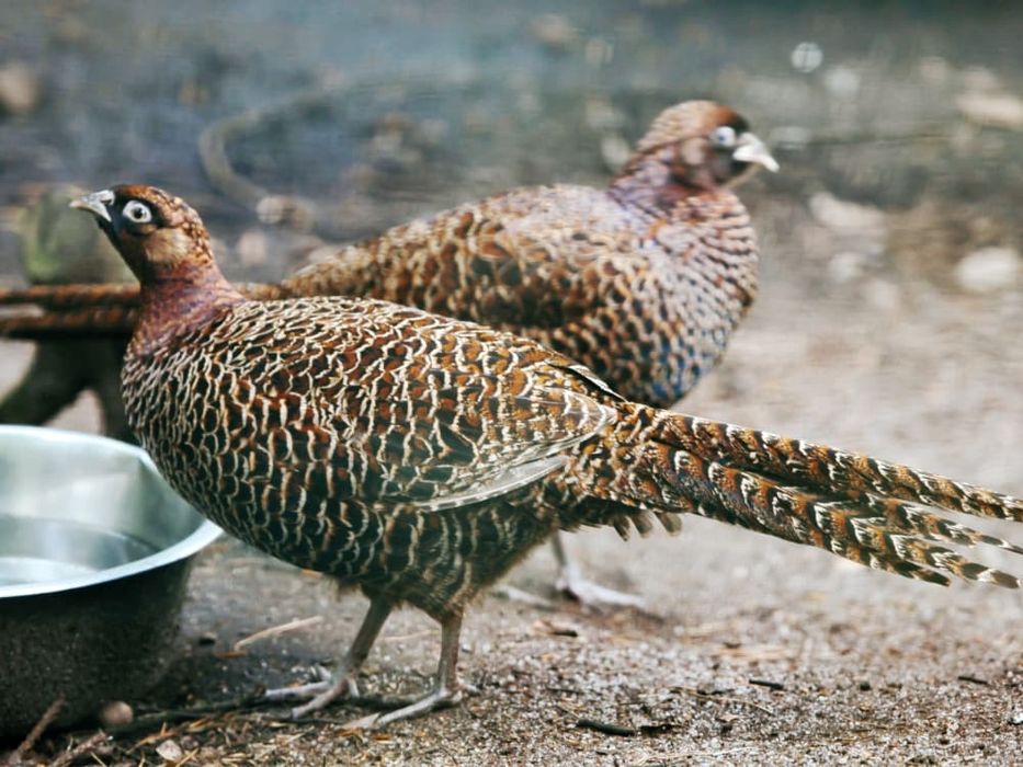 Фазаны куры голуби