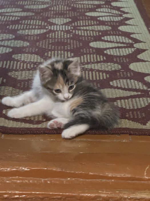 Отдам котят в добрые руки