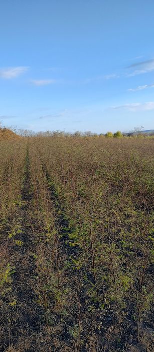 Puieți salcâm frasin mesteacăn fag carpen tei