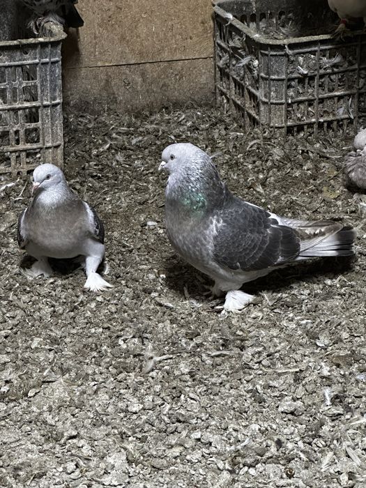 Продам голубей «Такла»