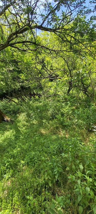 16286 m2 pasuni la 1.2 euro/m2 in Runcu Mare Hunedoara