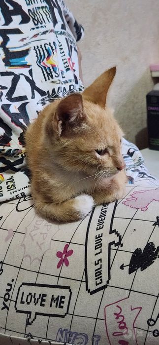 Продаю кошку  1,5 месяца