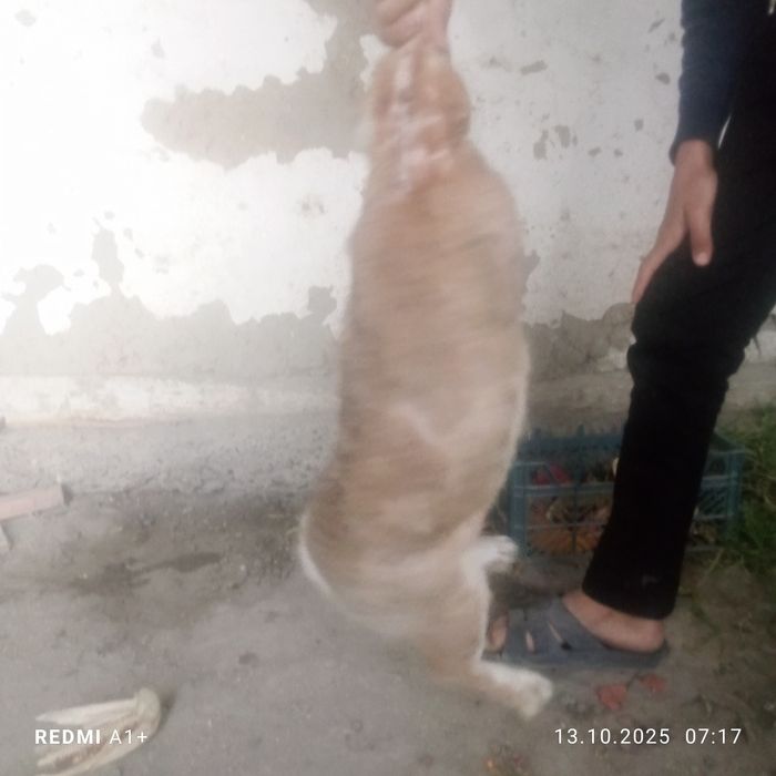 Куйонлар сотилади