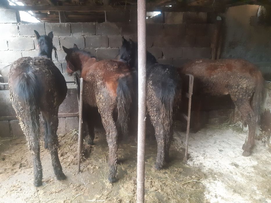 Продаётся жеребьята