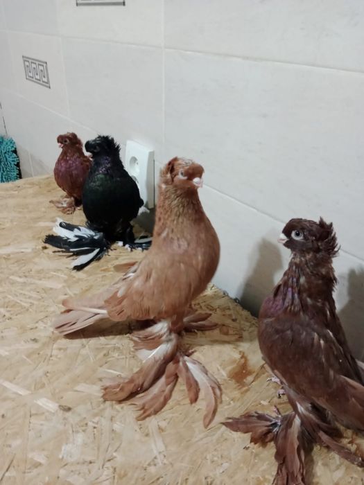 Продам   голубей