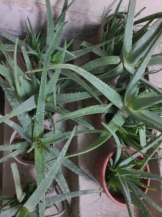 Алоэ оптом алой aloy