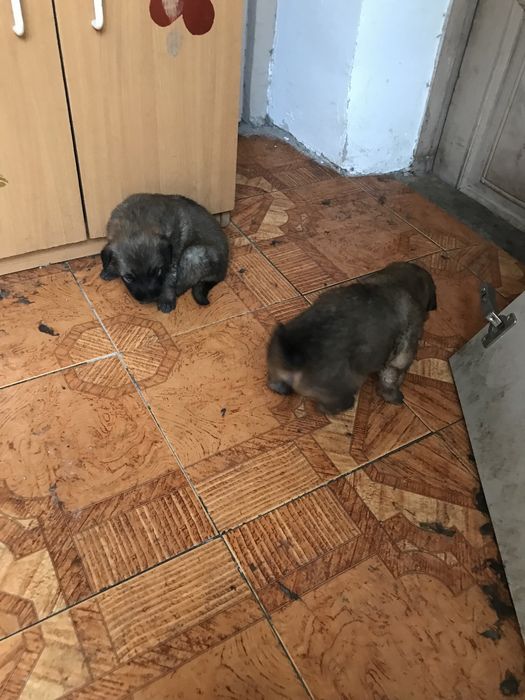 Отдам щенков для добрые руки