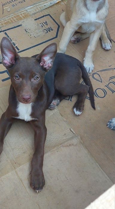 Щенки девочки бесплатно