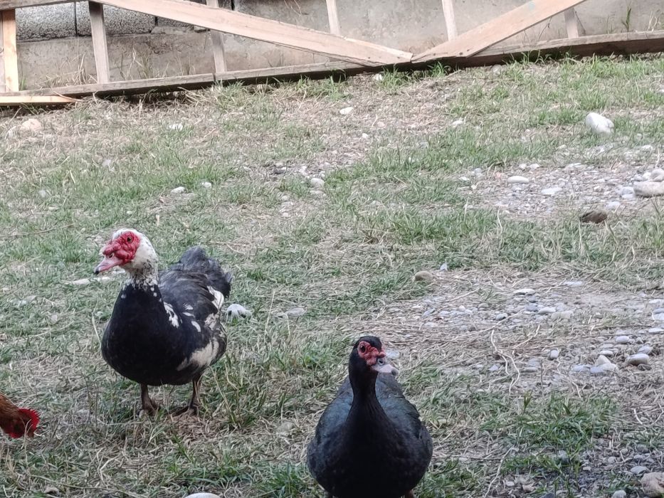 Продам идаутку ,