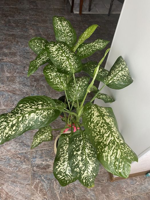 Продам Диффенбахию