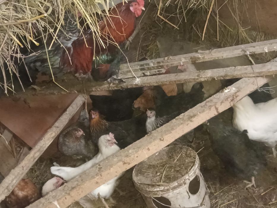 Куры несушки по 3500