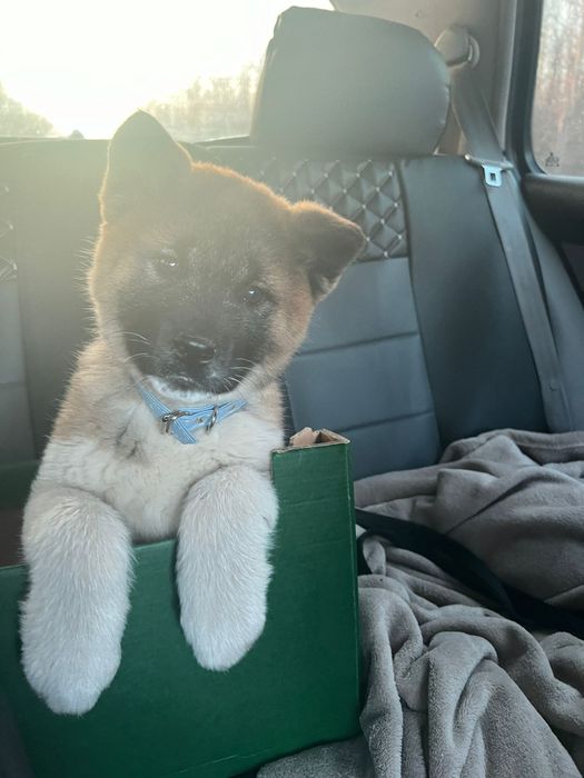 Femela akita american