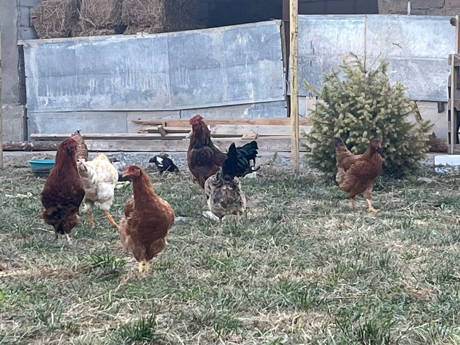 Продам куры и петух 3500 тг