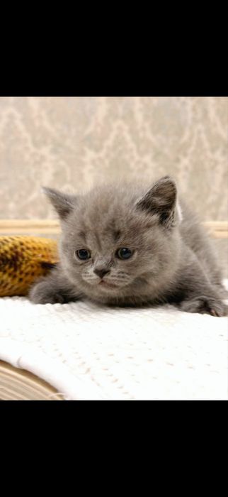 Britanskiy kotyata premium klass