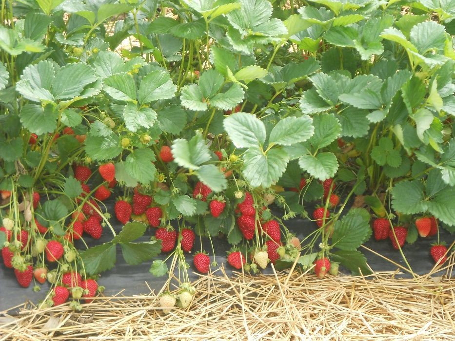 Vand stoloni capsuni ,remontante Albion, si unifere Darselect,