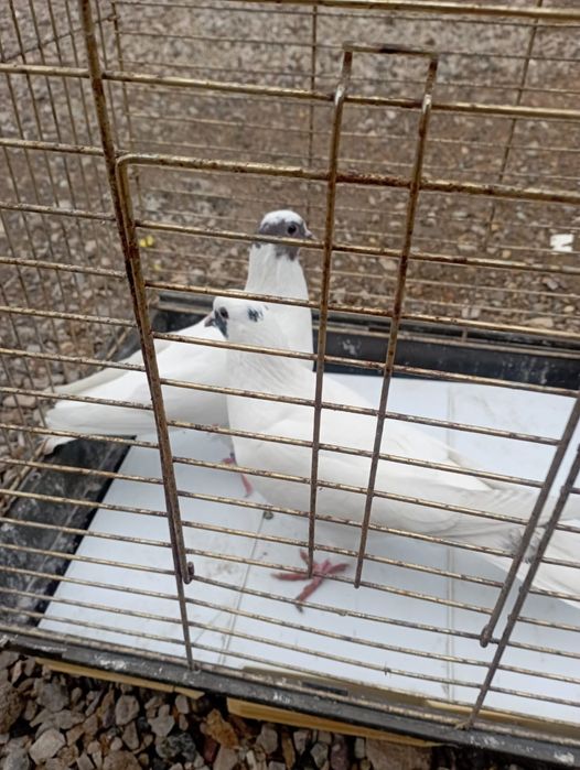 Продам голубей породистых