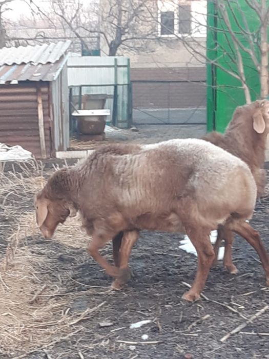 Бараны Арашан Гиссар смесь (самец)