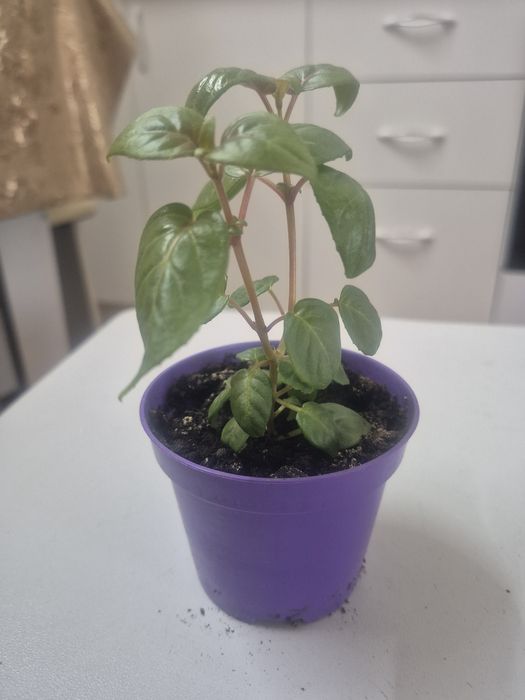 Продам комнатные растения