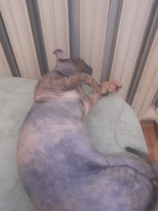 Кошечка свинкс для вязки