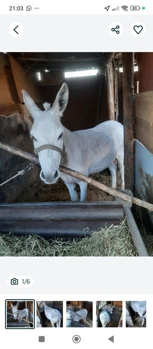 Продам осла мальчика