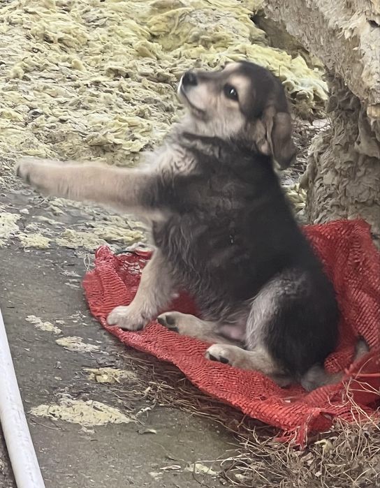 Отдам Щенков в Добрые руки