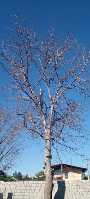 Енгок дарахт 4 туп 30 йиллик