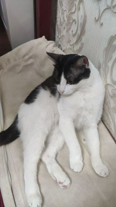 Кошечка в добрые руки