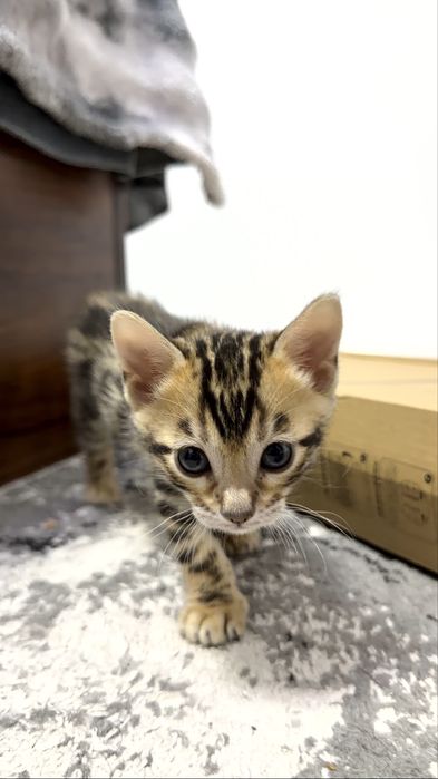 Клубные бенгальские котята