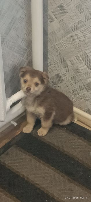 Отдам в добрые руки