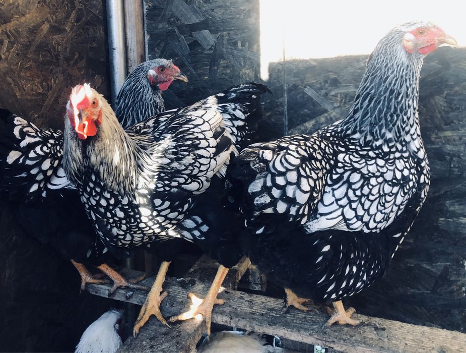 Cocosi rase mari brahma, rhode island, wiandotte , cochinchina