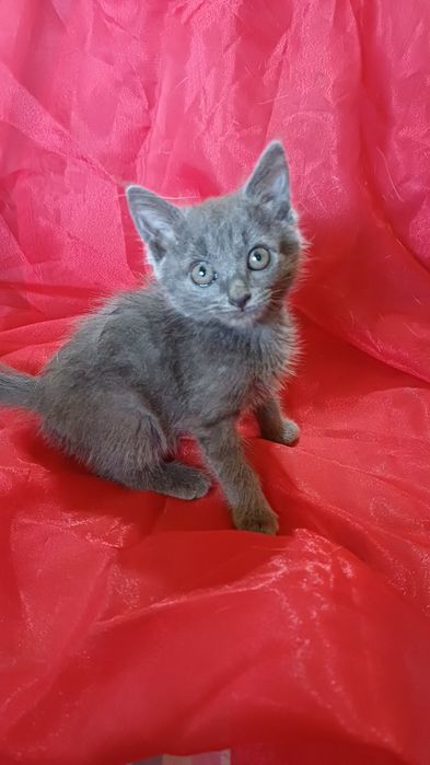 Котенок девочка ищет дом