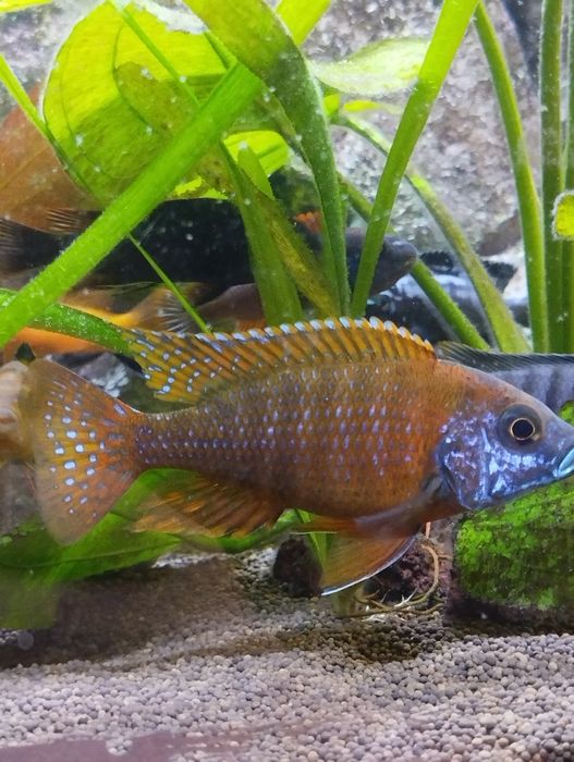 Малавийские цихлиды, самцы