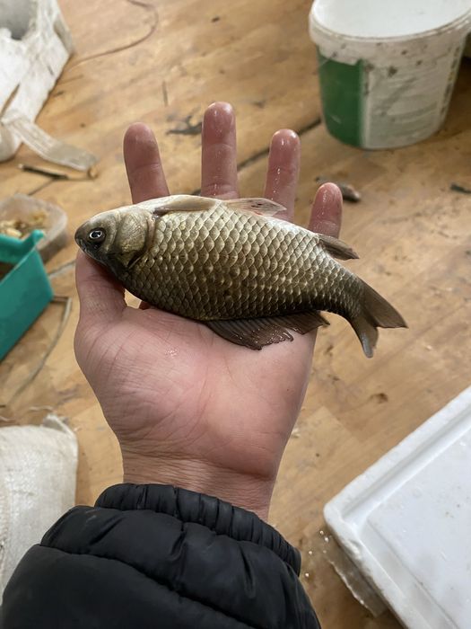 Живец балык бар колге салса болад