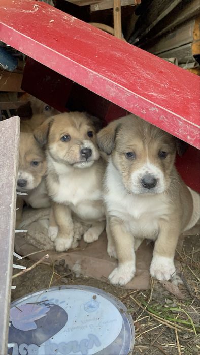 Cățeluși spre adoptie