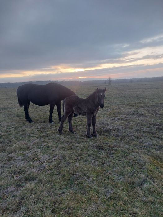 Vand sau schimb iapa gestanta, de 4 ani cu manz de 3 lui.