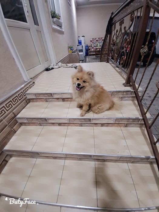 Продаётся Немецкий шпиц