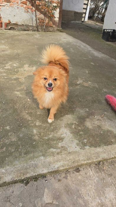 Женски померан шпиц