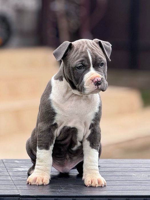 Amstaff rasă pură cu pedigree