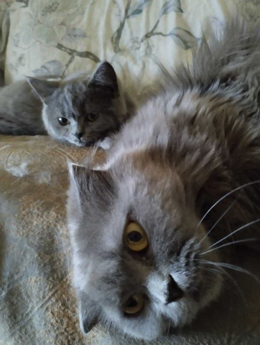 милый страйт,мальчик плюшевый