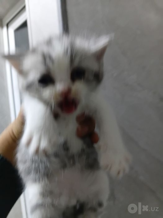 Котенок scotish strayt