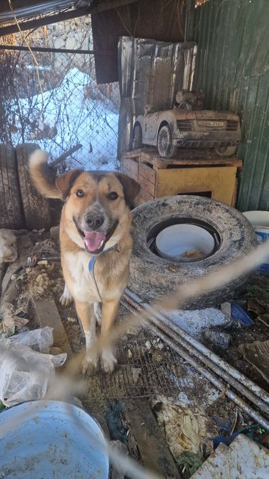 Отдам алабайчика в хорошие руки