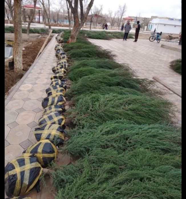 Забор из натуральных ёлок