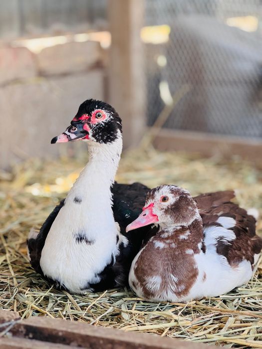 Индаутка сатылады